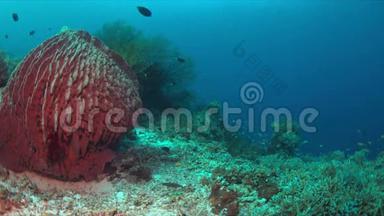 珊瑚礁和大海绵珊瑚